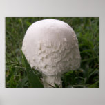 Agaricus Campestris Mushroom posters