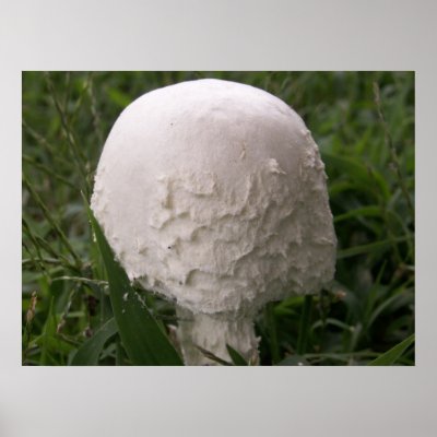 Agaricus Campestris Mushroom Print by SafireLady