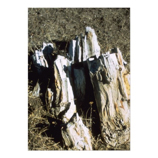 Agate fossil beds park items fossil tree personalized announcements