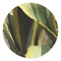 Agave Americana - Maguey stickers by LivingNature Agave Americana - Maguey stickers