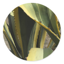 Agave Americana - Maguey stickers