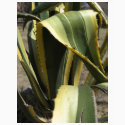 Agave Americana - Maguey t-shirts by LivingNature Agave Americana - Maguey t-shirts