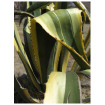 Agave Americana - Maguey t-shirts by LivingNature Agave Americana - Maguey t-shirts