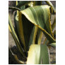 Agave Americana - Maguey