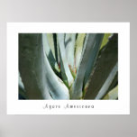 Agave Americana Posters