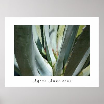 Agave Americana Posters by moonrisings