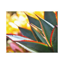Agave 'Blue Glow' by Debra Lee Baldwin canvas prints