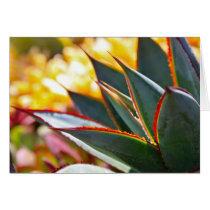 Agave 'Blue Glow' note card by Debra Lee Baldwin cards