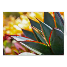 Agave 'Blue Glow' note card by Debra Lee Baldwin