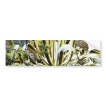 Agave Cactuses bumper stickers