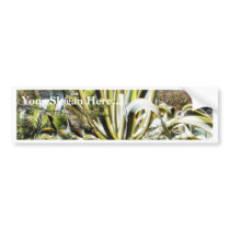 Agave Cactuses bumper stickers