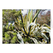 Agave Cactuses cards