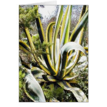 Agave Cactuses cards