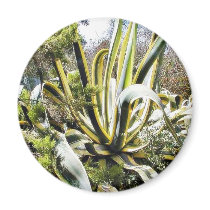 Agave Cactuses magnets