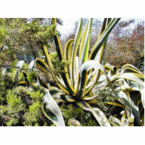 Agave Cactuses photo sculptures