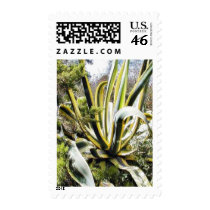 Agave Cactuses postage by lifesphere Agave Cactuses postage