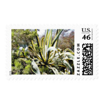Agave Cactuses postage by lifesphere Agave Cactuses postage
