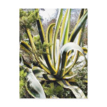Agave Cactuses postcards