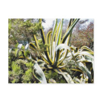 Agave Cactuses postcards