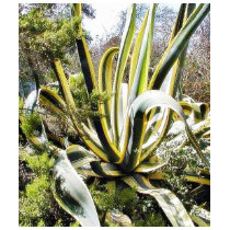 Agave Cactuses t-shirts