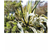 Agave Cactuses t-shirts