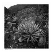 Agave in Deep Canyon Desert Research Station print