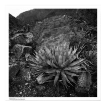 Agave in Deep Canyon Desert Research Station posters