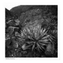 Agave in Deep Canyon Desert Research Station posters by ucrcmp Agave in Deep Canyon Desert Research Station posters