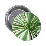 Agave Plant Button