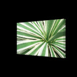 Agave Plant Canvas Print