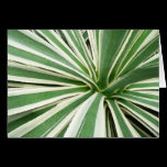 Agave Plant Card