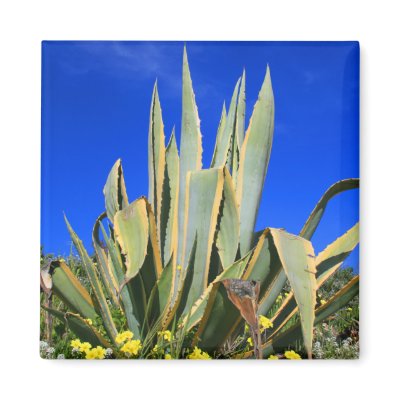 Agave Plant Magnet by MichaelFelix