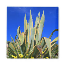 Agave Plant Magnet by MichaelFelix Agave Plant Magnet
