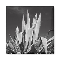 Agave Plant Magnet