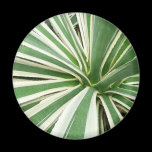 Agave Plant Magnet