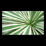 Agave Plant Photo Print
