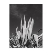 Agave Plant Postcard