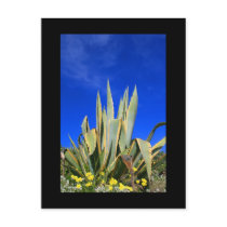 Agave Plant Postcard by MichaelFelix Agave Plant Postcard