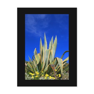 Agave Plant Postcard by MichaelFelix