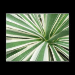 Agave Plant Postcard