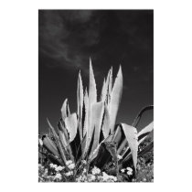 Agave Plant Poster,Print by MichaelFelix Agave Plant Poster,Print