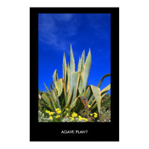 Agave Plant Poster,Print by MichaelFelix Agave Plant Poster,Print