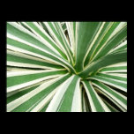 Agave Plant Print