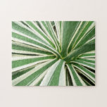 Agave Plant Puzzle