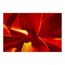 Agave posters