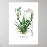 Agave Posters