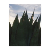 Agave Raketen Postcard