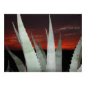 Agave Sunset posters by caveformations Agave Sunset posters