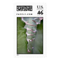 Agave thorns stamp by succulentem Agave thorns stamp