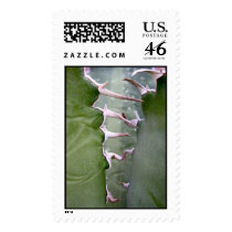 Agave thorns stamp by succulentem Agave thorns stamp